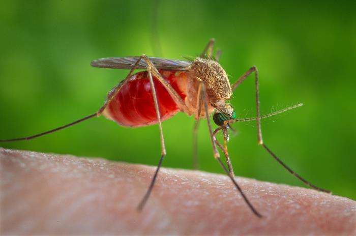 Image of a female Culex quinquefasciatus mosquito, a species that can spread West Nile Virus