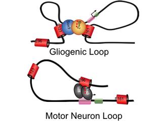 Developmental Gliogenesis Top: Gliogenic Loop; Bottom: Motor Neuron Loop