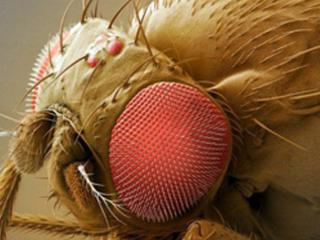 Advancing human disease genetics using Drosophila models