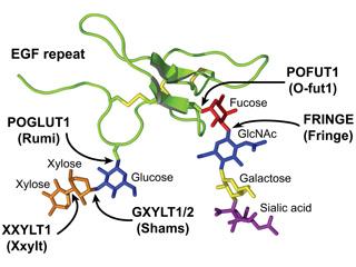 EGF repeats and O-link glycans. Schematic of O-glucose and O-fucose glycans added to EGF repeats, along with the corresponding enzymes. Drosophila enzymes are listed in parentheses. Backbone schematic is from Rana et al, 2011.