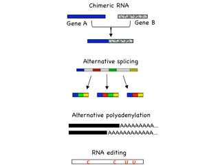 Fig 3. Investigating RNA mutations Fig 3. Analyses of mutational events in cancer transcriptome has the potential to illuminate the underlying mechanisms of cancer formation, as well as develop useful diagnostic/prognostic tools. These include chimeric RNA, alternative splicing, etc.