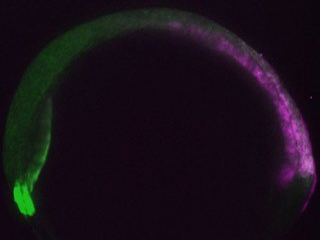 Fluorescent transgenic zebrafish embryo