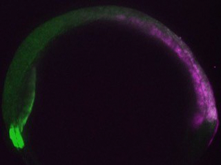 Fluorescent transgenic zebrafish embryo Fluorescent transgenic zebrafish embryo