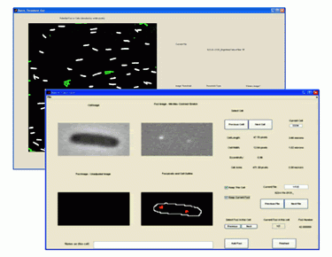 FocusCounter is a Matlab based program designed to analyze the number, position and intensity of fluorescent foci in bacterial cells.