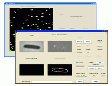 FocusCounter FocusCounter is a Matlab based program designed to analyze the number, position and intensity of fluorescent foci in bacterial cells.