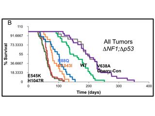 Functional Genomics needs caption