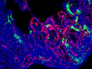 Frozen sections of a E14.5 Tbx5-CreER/+; R26-EYFP heart pulsed at E6.5 and stained with CD31 (red), DAPI (blue), and GFP (green).