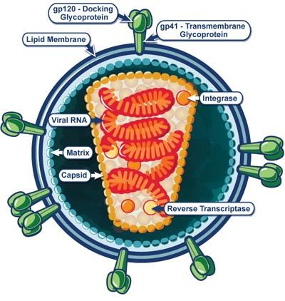 An illustrative diagram of a single, infective viral particle of HIV virus.