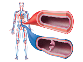 A schematic of the cardiovascular system of an adult human, with magnified views and cross-sections of an artery (in red) and a vein (in blue). Image courtesy of Kate Wythe (copyright 2014).