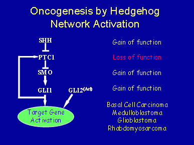 Oncogenesis by Hedgehog Network Activation