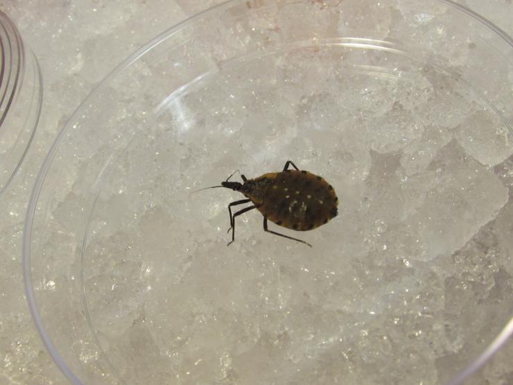 dead kissing bug on ice