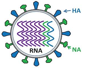 Influenza particle showing the HA and NA spikes on the outside and RNA segments inside
