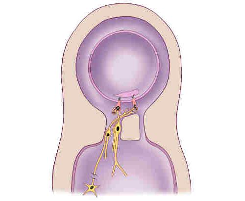 Figure 3. Simplified diagram showing the organization of inner ear organs of hearing and balance