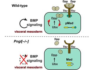 Pngl is required for Dpp autoactivation in the visceral mesoderm during Drosophila intestinal development. For details, please see Galeone et al, 2017.