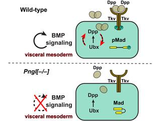 Model for the role of Pngl in BMP signaling Pngl is required for Dpp autoactivation in the visceral mesoderm during Drosophila intestinal development. For details, please see Galeone et al, 2017.