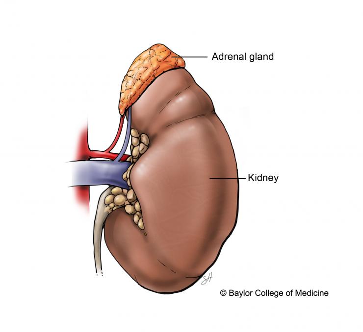 Left adrenal gland and kidney.