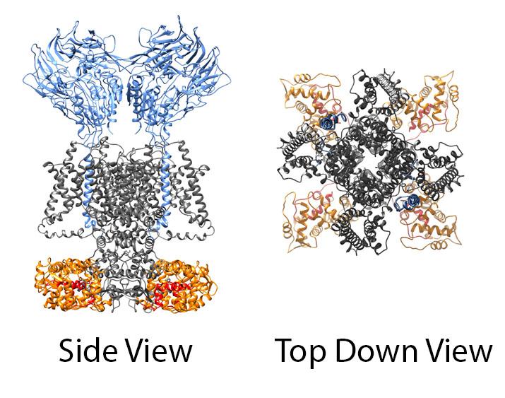 Figure 2: Structural modeling of auxiliary subunit interactions with potassium channels.