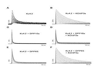 Figure 3: Potassium Channels show dramatically different inactivation properties. Figure 3: Potassium Channels show dramatically different inactivation properties.