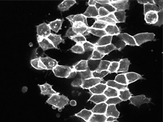 Cells executing morphogenetic movements within a live zebrafish embryo Cells executing morphogenetic movements within a live zebrafish embryo"