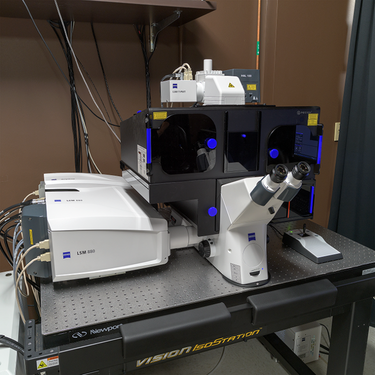 zeiss confocal microscopy