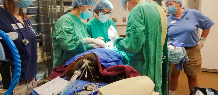 Baylor doctors, dressed in green, assist Houston Zoo veterinarians during surgery. Photo courtesy of the Houston Zoo.