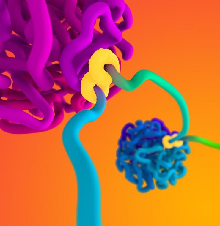 Simulation of DNA organized into two globules by extrusion complexes. Image credit: Najeeb Marc Tarazi, Adrian Sanborn, Erez Lieberman Aiden.