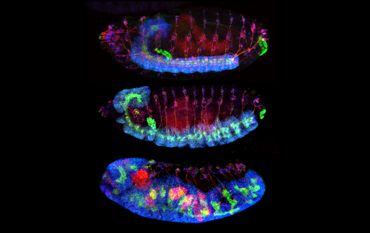 Wild-type Drosophila a. (top) and human TM2D3 (middle) genomic constructs rescue the aberrant nervous system overgrowth seen in embryos laid by mutant females (bottom, no rescue construct). Blue: nuclei, Green: membranes, Red: cytoskeleton.