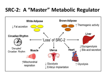 The master metabolic regulator SRC-2 affects many organs and metabolic activities in the body.