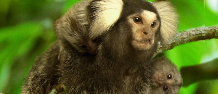 Baylor researchers find genetic changes helped common marmosets successfully bears twins, other multiple births.