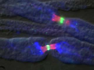 node4 Rat sciatic nerve nodes of Ranvier triple-immunolabeled using antibodies against Na+ channels (green), Kv1 K+ channels (blue), and Caspr (red). The immunofluorescence image has been merged with a phase contrast image to reveal outline of the myelin.