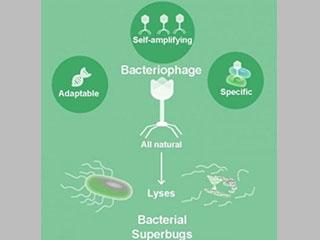 phage as antibacterial The many virtues of phage as antibacterials.