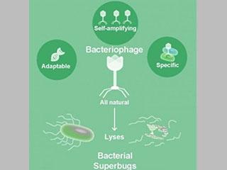 The many virtues of phage as antibacterials.