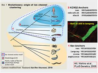 Evolutionary Origin of Ion Channel Clustering