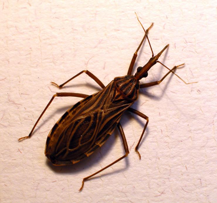 Experts at the National School of Tropical Medicine at Baylor College of Medicine identify important things to know about the kissing bug and about Chagas disease.