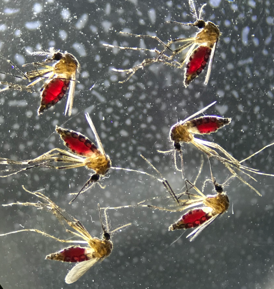 Aedes aegypti mosquitoes after a blood meal