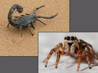 Researchers have discovered a whole genome duplication during the evolution of spiders and scorpions that could reveal more about animal diversification.