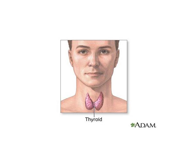 Thyroid Thyroid