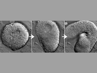 Time-lapse series of an embryonic explant undergoing extension morphogenesis Time-lapse series of an embryonic explant undergoing extension morphogenesis