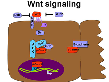 Wnt Signaling and Breast Cancer