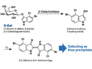 X-Gal hydrolysis with B-Galactosidase