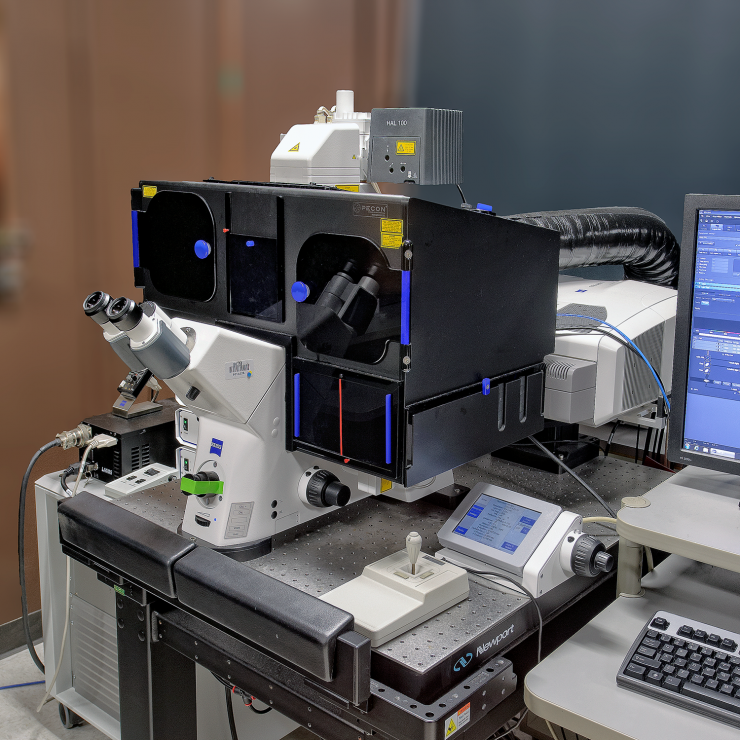 zeiss confocal microscopy