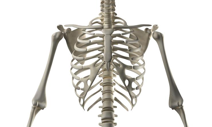 An illustrated portion of a human skeleton.