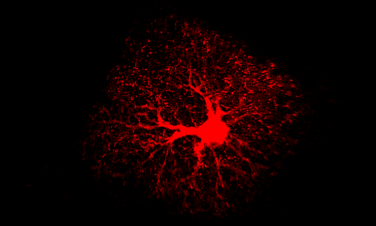 An image of an astrocyte of the adult mouse brain labeled with tdTomato red fluorescent protein.