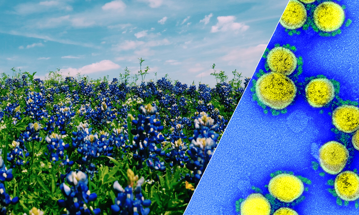 A field of bluebonnets juxtaposed with a transmission electron micrograph of SARS-CoV-2 virus particles. 