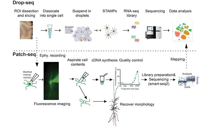 Multiple Single-cell RNA-sequencing