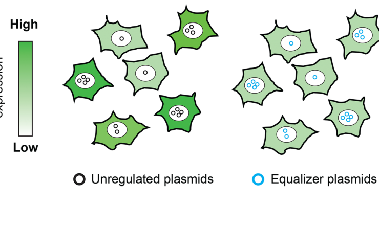 Illustration showing Equalizer plasmids affecting protein expression