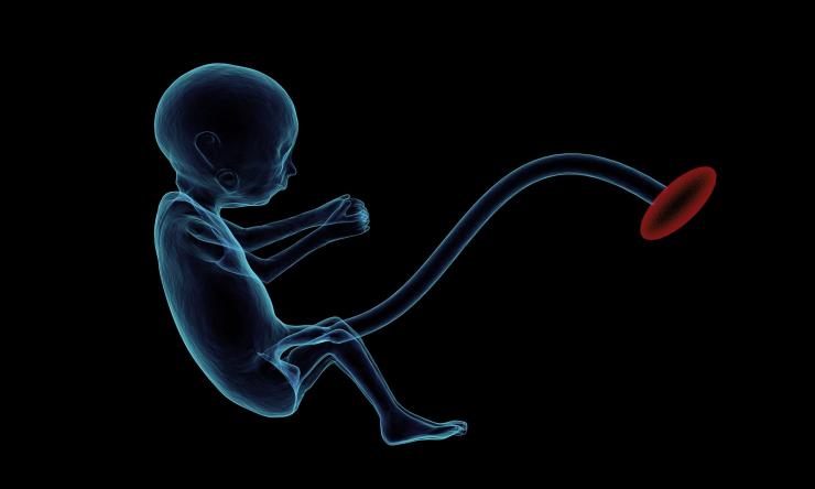 Illustration of a fetus