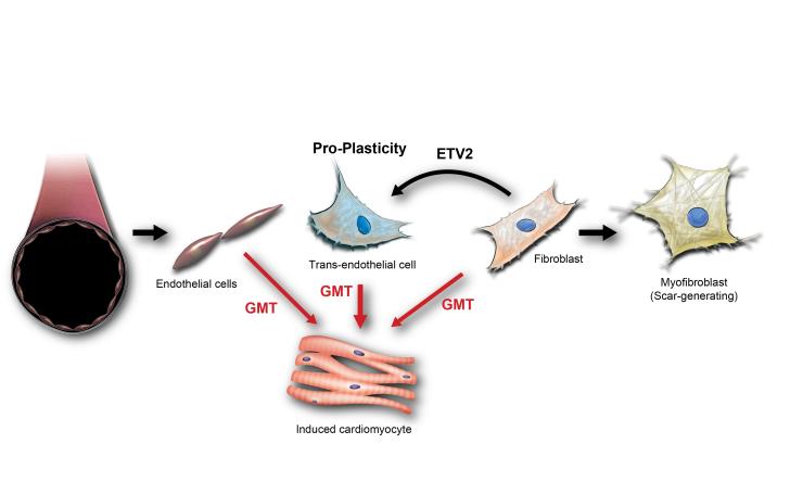 Using endothelial cell plasticity to improve fibroblast reprograming efficiency. 