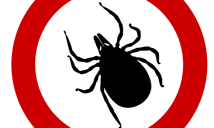 A drawing of a solid black tick with a red circle around it on a white background