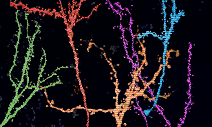 A stylized image depicting adult-born neurons in multiple colors, stretching out across a black background like branches from a tree.